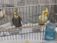 Çift sultan papağanı yumurta hazırlığındalar