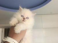 Brıtısh Longhaır Güzeller Güzeli Yavrularım