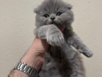 Bristh shorthair ve scotih fold yavrularimiz