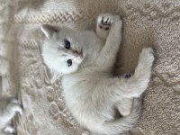Mavi gözlü british shorthair yavru kediler