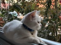 7 AYLIK BEYAZ DİŞİ BRITISH SHORTHAIR