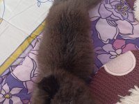 Scottish fold longhair kedi Bir buçuk aylık