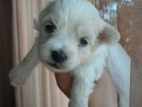 Toy poodle yavrular