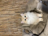 Anne Baba Şecereli NY12 British Longhair Dişi