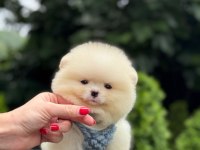 Sağlık ve ırk garantili Pomeranian boo köpeği