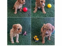 TOY POODLE BEBEKLER YENİ YUVALARINI BEKLİYOR
