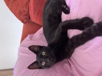 KARA OĞLAN KEDİMİZ GÖRÜCÜYE ÇIKTI