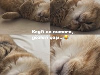 Acil sahiplendirilecek 0 puana kedimiz