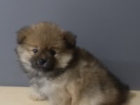 Pomeranian spitz