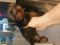 Yorkshire Terrier Bebekler