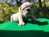 İngiliz Bulldog Yavruları