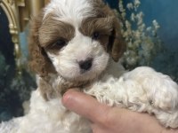 Özel Irk Maltipoo Yavruları