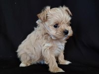 Orjinal Maltipoo yavrular