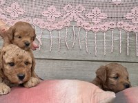 4 Yavru Maltipoo