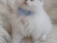 2 aylık british longhair