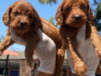 Maltipoo yavrularımız