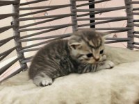 British Shorthair Yavru Kedilerimiz Yeni Evlerini Arıyor