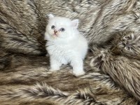 Mükemmel british longhair bebekler