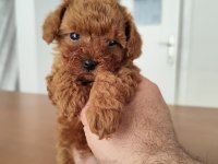 2 Dişi ve 1 Erkek Poodle Yavrular