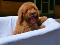 DEV LABRADOODLE BEBEKLER