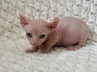Erkek dwelf sphynx