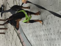 7 aylık pinscher yavrumuz sahiplendirilecek
