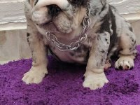 SİTENİN EN GÜZEL İNGİLİZ BULLDOG BEBEKLERİ