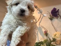 Maltese terrier 60 günlük