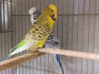 Rengarenk muhabbet kuşu türleri