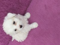 Maltese terrier 2 aylık yavrumuz