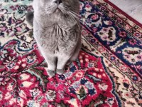 Ücretsiz 3 yaşında erkek british shorthair