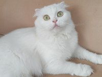 Beyaz Scottish Fold