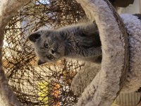 Koca Kafalı British Shorthair Yavrular