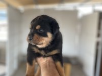 Erkek ve dişi rottweiler yavrular