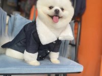 Pomeranian boo Show Kalite oğlumuz