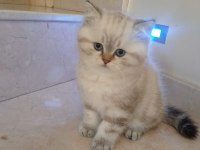 2 aylık british shorthair erkek yavru