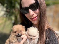 Gerçek Pomeranian Boo Face Sağlık Ve Irk Garantili