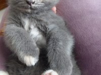 FAVORİ DUMAN RENGİ SCOTTİSH KEDİMİZ İLANDA
