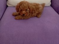 Toy poodle yavrularımız sağlık ve ırk garantili