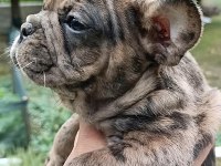 2 aylık french bulldog yavrular