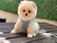 Pomeranian Yavru Köpeğimiz