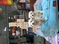 Maltipoo bebekler