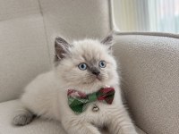 Safkan Blue Point British Shorthair
