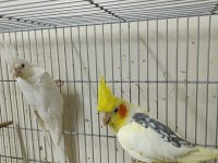 Çift sultan papağanı