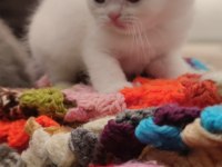 British shorthair badem şekeri ve çekirdek