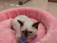 BLUE POİNT KEDİLERİMİZ YENİ SAHİBİNİ BEKLİYOR