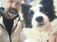 Border Collie Yavrular