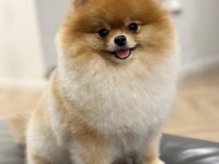 7 Aylık Erkek Pomeranian
