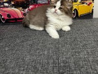 Cinnemon bi color british longhair yavrumuz