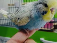 Show jumbo muhabbet kuşu yavruları